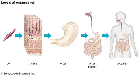 Human Body Organs Systems Structure Diagram And Facts