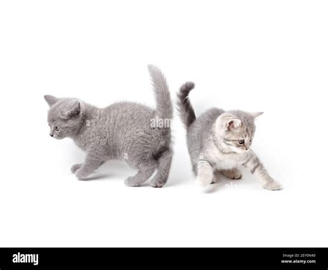 British Kittens Playing Stock Photo Alamy