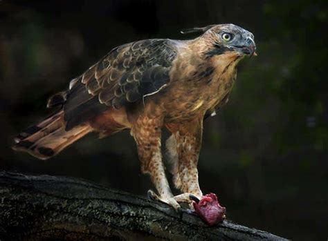 Penjelasan lengkap seputar burung elang. √Daftar Harga Burung Elang September 2020 Terlengkap