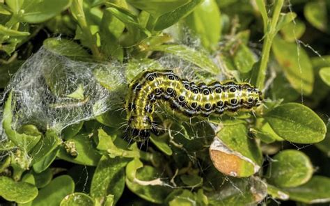 Jul 26, 2021 · ist ein nest im garten gefunden worden, kann es mit kochendem wasser geflutet werden. Was tun bei Ameisen im Garten? - Servus