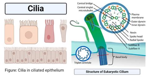 Cilia Structure Formation Types Functions Examples