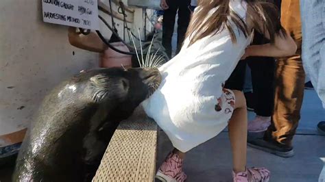 Sea Lion Grabs Girl And Pulls Her Into Water Cnn