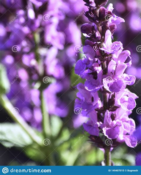 Flower Lavender Closeup Beautiful Purple Color And Very