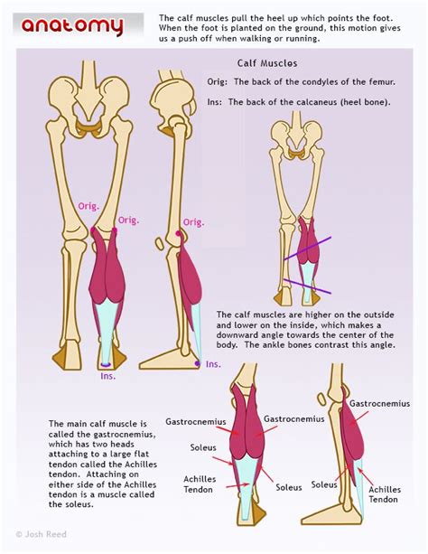 The largest muscle masses in 08.04.2019 · on this page, we have provided printable leg muscles diagrams for you to download and print. Pin on How to Develop Your Calf Muscles