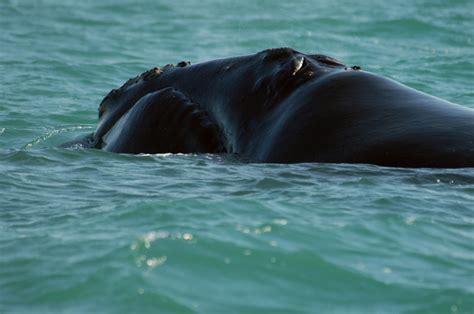 How Are Whales Protected See A Spoutwatch Out