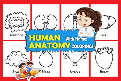 Human Anatomy Coloring Pages Graphic By Crafti Pen · Creative Fabrica