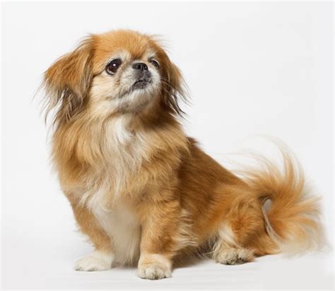 15 Best Teacup Dog Breeds And What You Must Know About Them