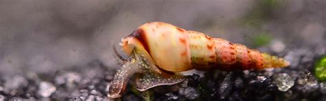 The photos show a cage farm for the pangasius. Malaysian Trumpet Snail Guide | Caring & Information ...