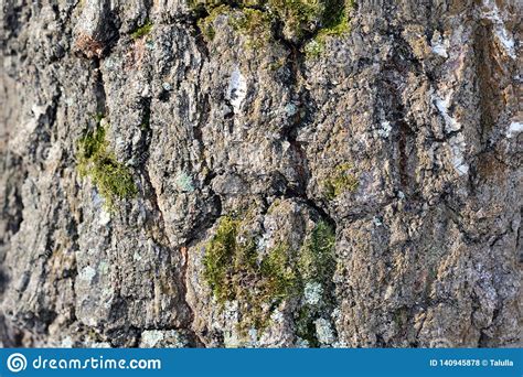 Old Tree Bark Texture As Background Stock Photo Image Of Closeup