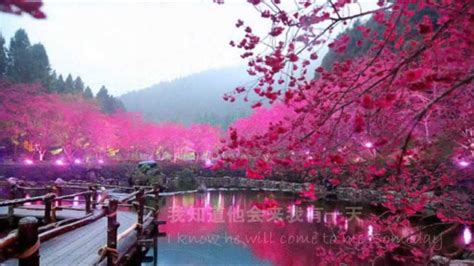 A Cherry Tree Waits In China Youtube