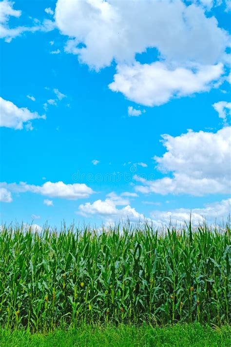 A Field Of Green Corn And Blue Sky The Backdrop Of Rural Nature Stock