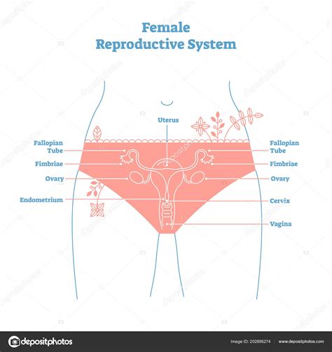 Diagram Anatomy Female Reproductive System ~ Human Physiology Functional Anatomy Of The Female