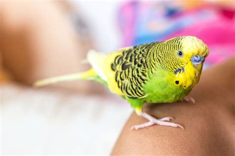 Learn exactly what having a family pet is all about by chatting with other pet owners. How Much Does It Cost to Buy and Care for a Pet Bird?