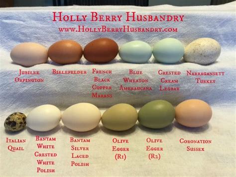 Egg Color Chart Egg Laying Chickens Best Egg Laying Chickens