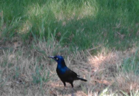 Grackle Which One Central Texas 78070 Comal County Help Me Identify