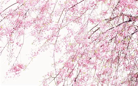 Nature Cherry Blossoms Pink 1680x1050 Wallpaper High