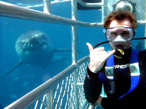 Great White Shark Cage Diving Adventure From Port Lincoln Tours