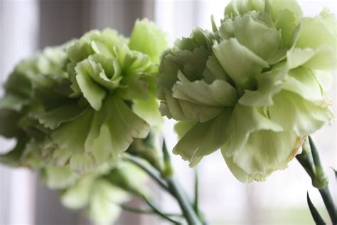 Carnations Green Volusiacountyweddingflowers