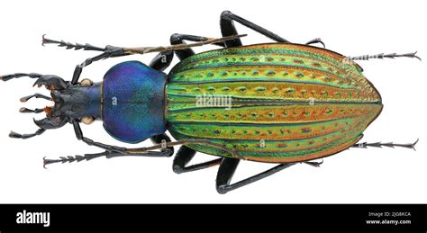 Macro Photo Of Beautiful Ground Beetles Collection Stock Photo Alamy