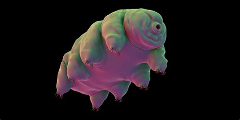 Facts About Tardigrades How Do Water Bears Survive In Space