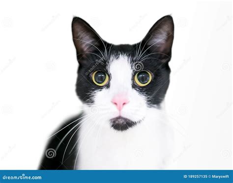 A Wide Eyed Black And White Tuxedo Cat With Dilated Pupils Stock Image