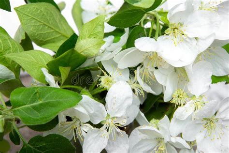 White Flowers Of Fruit Trees With Green Leaves Stock Photo Image Of