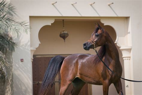 D Shireen Dubai Arabian Horse Stud