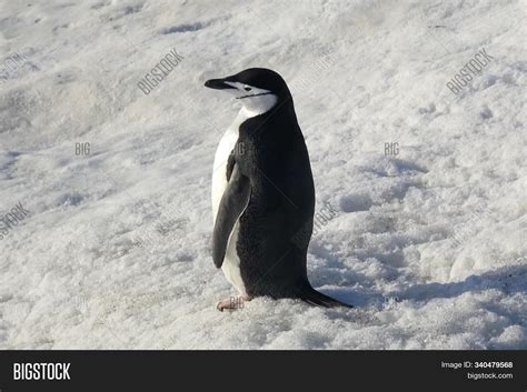 One Penguin Snow On Image And Photo Free Trial Bigstock