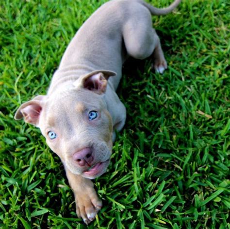 Pitbull Blue Eyes Therealtarzan Pitbull Terrier Puppies Blue Eyed Dog