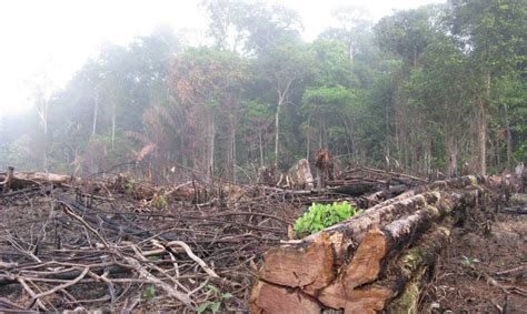 Amazon Deforestation Leaps 16 Percent In 2015