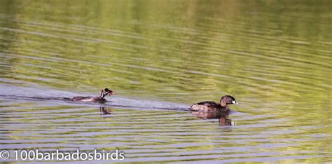 Birds Of Barbados The Gbbc 2015 Photographs