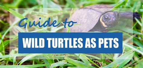 Can You Keep A Wild Turtle As A Pet The Facts Pond Informer