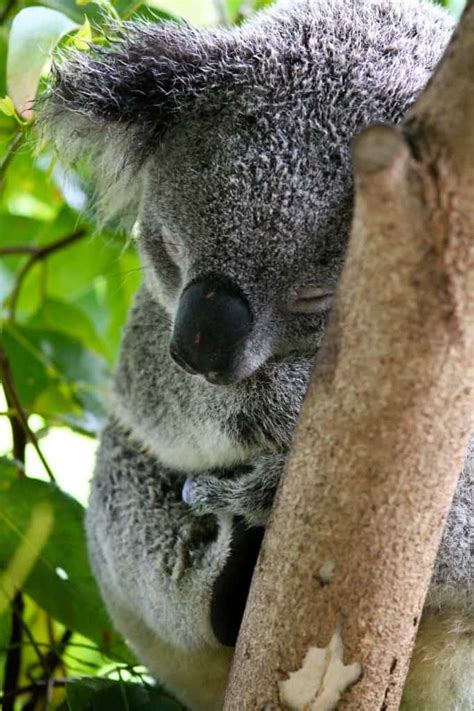11 Best Places To Visit In November In The World Koala Cute