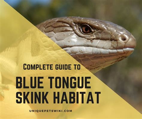 The Ultimate Guide To Create Blue Tongue Skink Habitat