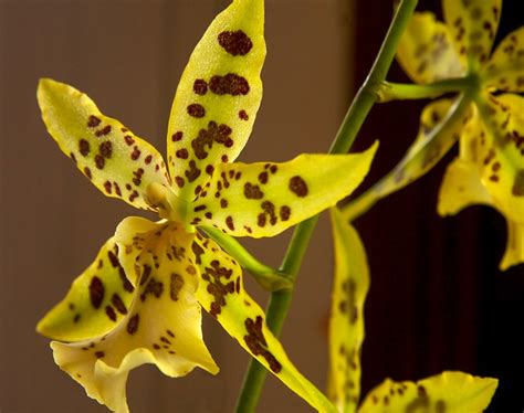 Yellow Spotted Orchid Oncidium Oncidium Brassia Verrucosa Flickr