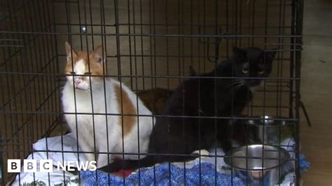 Ty Nant Cat Sanctuary In Cymmer Devastated By Burglary Bbc News