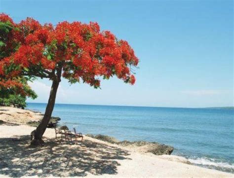 Flamboyant Tree Of Puerto Rico Trees Pinterest