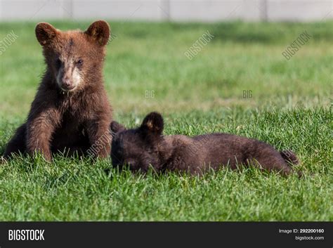 Cute Baby Brown Bear Image And Photo Free Trial Bigstock