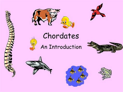 Ppt Chordates An Introduction Powerpoint Presentation Free Download Id2267000