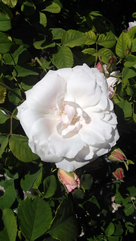 Gambar Bunga Rose Putih Terbaru