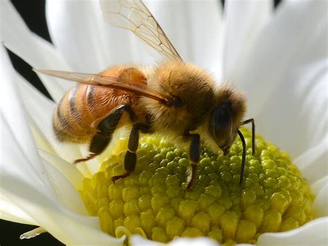 هل يباع سم النحل في الصيدليات