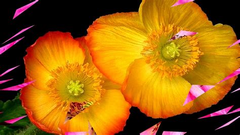 Flowers blossoming beauty (HD1080p) - YouTube