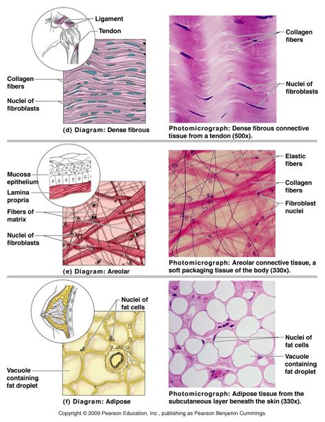 Connective Tissue Cells In Human Body Biological Science Picture