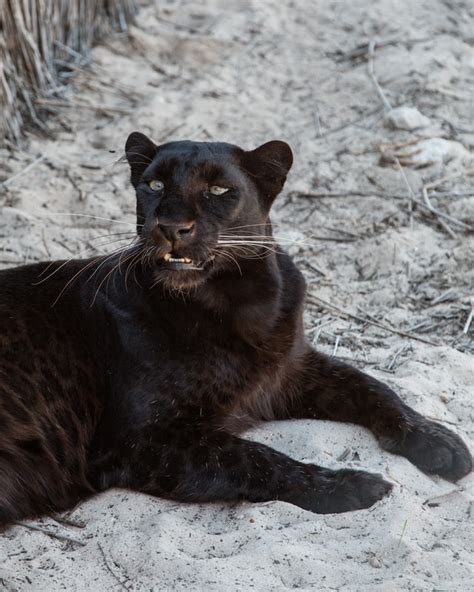 Rare Specie Big Cat Sanctuary In Uk Welcomes New Born Black Jaguar Cub