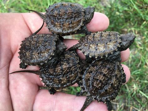 What Do Baby Florida Snapping Turtles Eat Clelia Metz