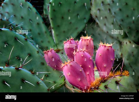 Fruit Of Prickly Pear Cactus Sonoran Desert Arizona Stock Photo Alamy