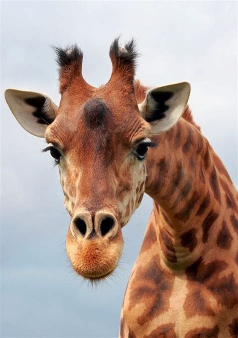 Giraffes Are Born With Horns Both Males And Females Have Them They
