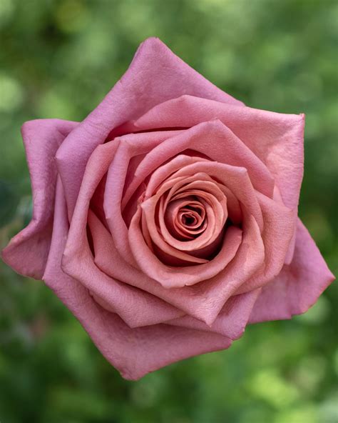 Barista Pink Rose Rosas Del Corazón