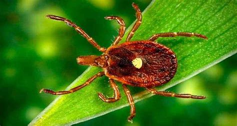 The Lone Star Tick Is Spreading A Shocking Meat Allergy