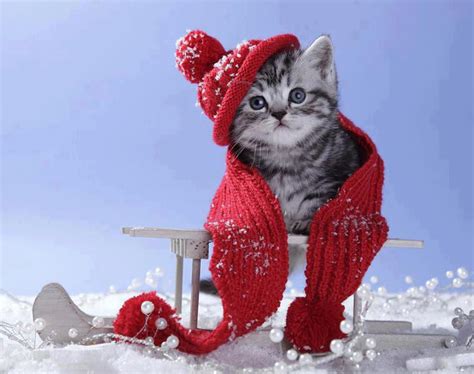 Winter Kitten Wallpaper Wallpapersafari